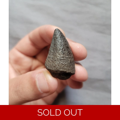RARE MOSASAURUS DINOSAUR AGE REPTILE TOOTH FOSSIL FROM THE CAROLINAS RARE MOSASAURUS DINOSAUR AGE REPTILE TOOTH FOSSIL FROM THE CAROLINAS
